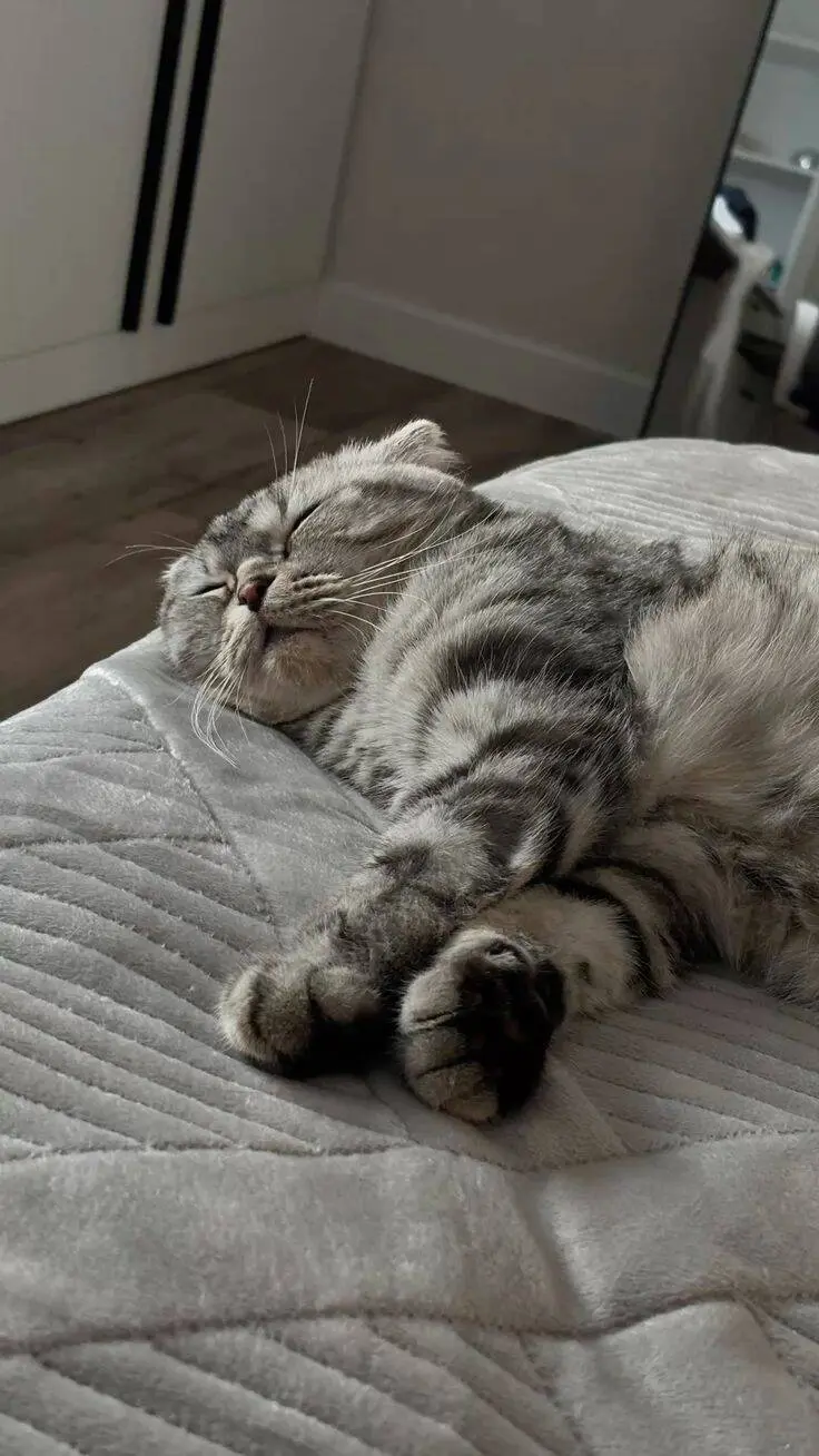 Почему кошки мнут лапками и мурлыкают: секреты кошачьего поведения