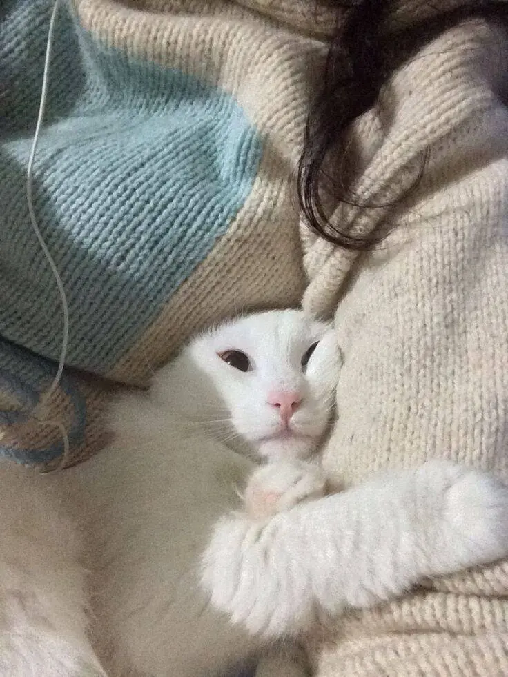 Почему кошки мнут лапками и мурлыкают: секреты кошачьего поведения