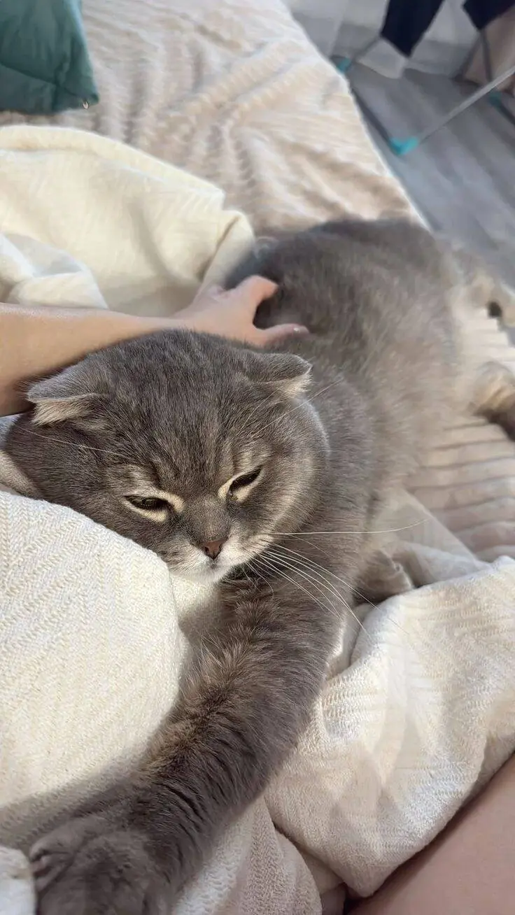 Почему кошки мнут лапками и мурлыкают: секреты кошачьего поведения