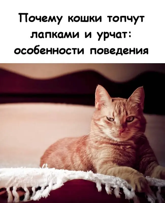 Почему кошки мнут лапками и мурлыкают: секреты кошачьего поведения