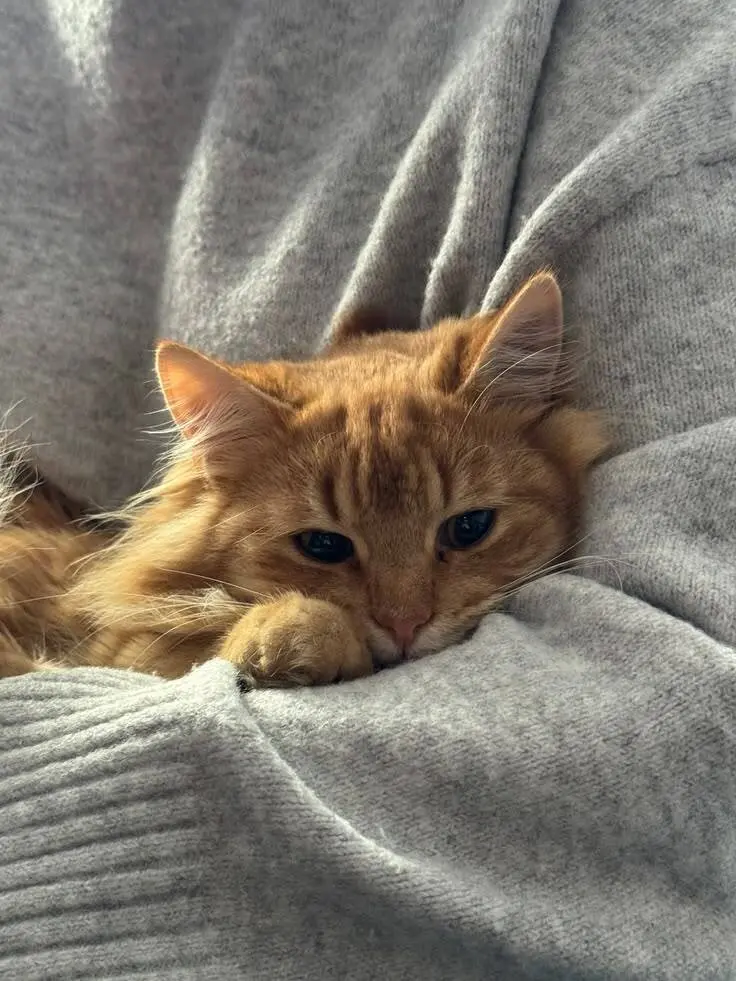 Почему кошки мнут лапками и мурлыкают: секреты кошачьего поведения