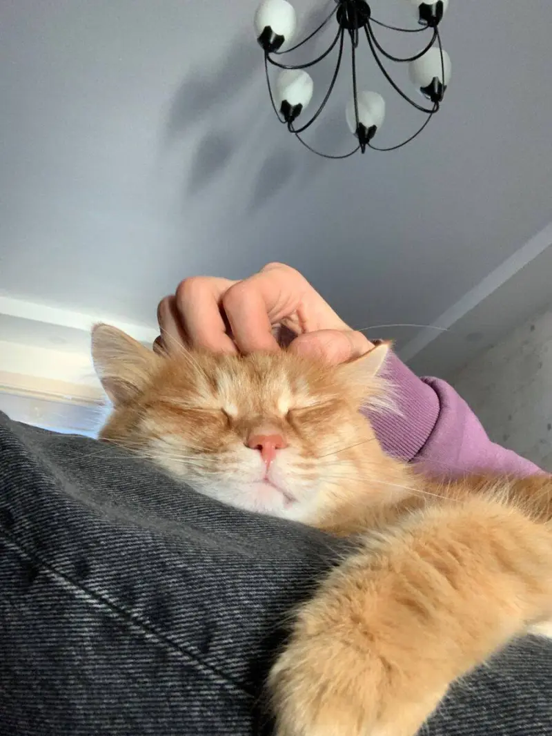 Почему кошки мнут лапками и мурлыкают: секреты кошачьего поведения