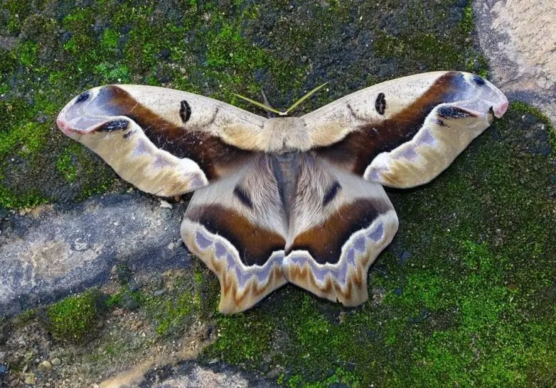 Невероятные кадры природы, в реальность которых сложно поверить