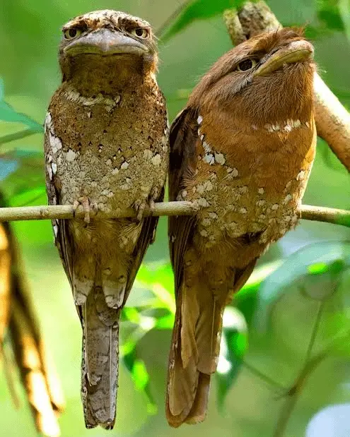 Невероятные кадры природы, в реальность которых сложно поверить