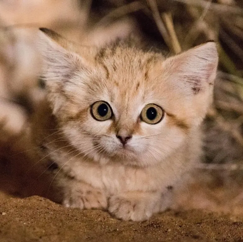 Невероятные кадры природы, в реальность которых сложно поверить