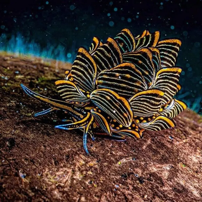 Невероятные кадры природы, в реальность которых сложно поверить