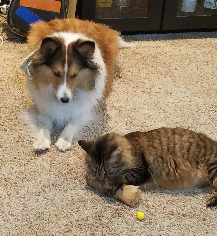 Пушистые преступники: 17 фото животных, пойманных на месте преступления