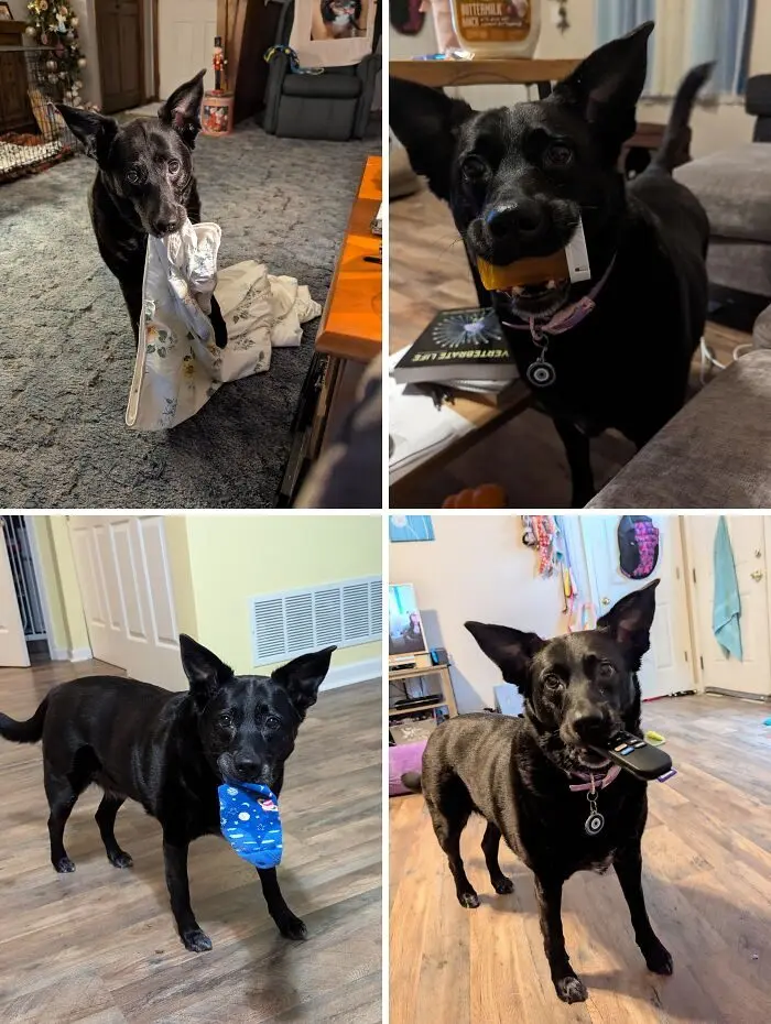 Пушистые преступники: 17 фото животных, пойманных на месте преступления