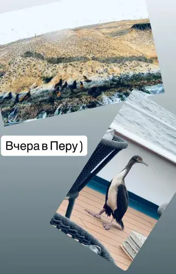 Звёздный десант: российские селебрити на бизнес-круизе по Латинской Америке