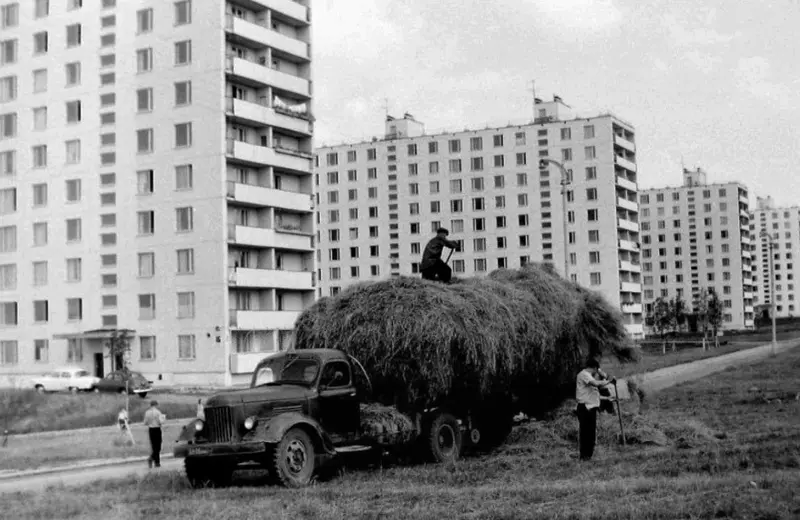 Сенокос в столице
