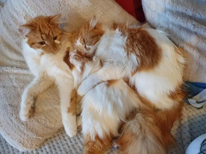 20 уморительных котеек, которые поднимут настроение