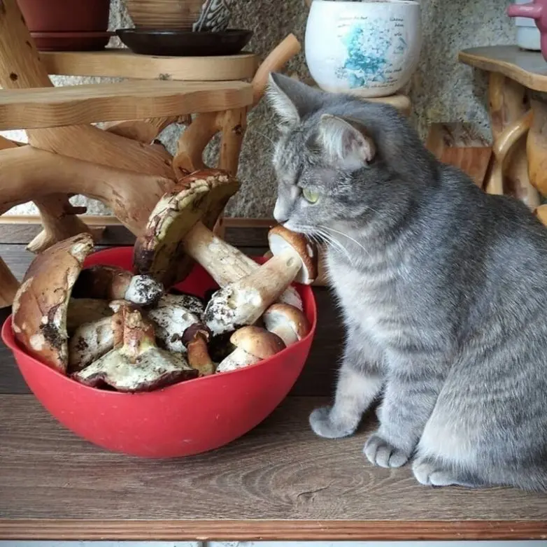 20 уморительных котеек, которые поднимут настроение