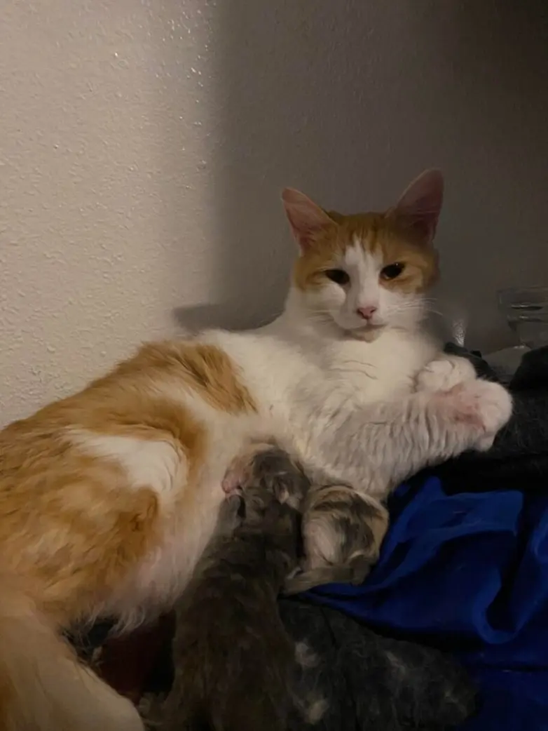 20 уморительных котеек, которые поднимут настроение