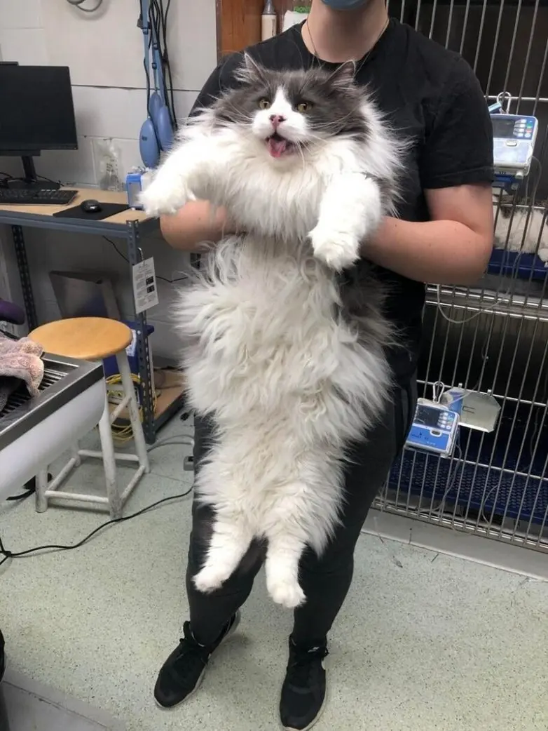 20 уморительных котеек, которые поднимут настроение