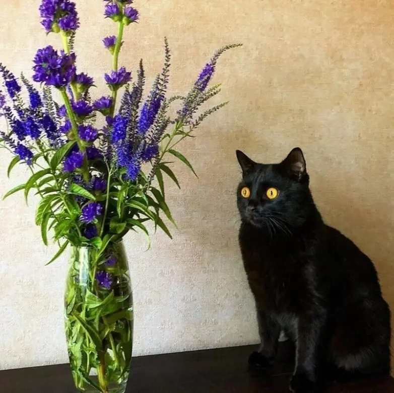 20 уморительных котеек, которые поднимут настроение