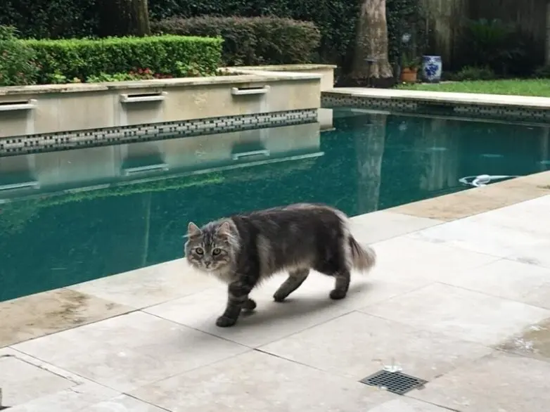 20 уморительных котеек, которые поднимут настроение