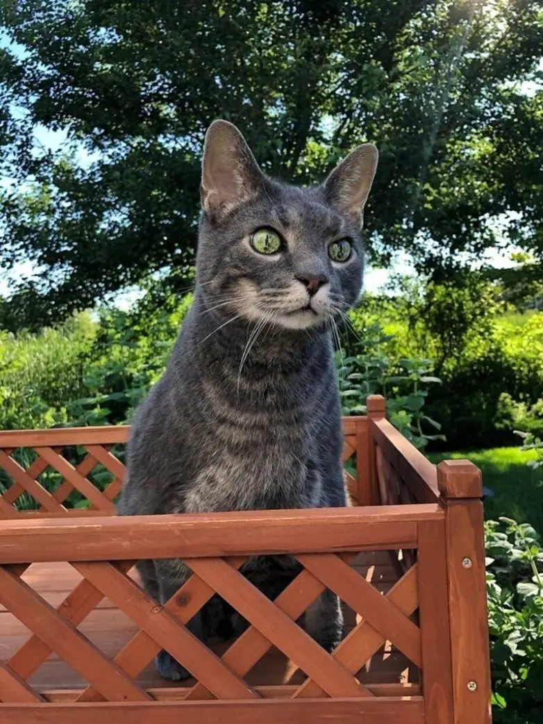 20 уморительных котеек, которые поднимут настроение