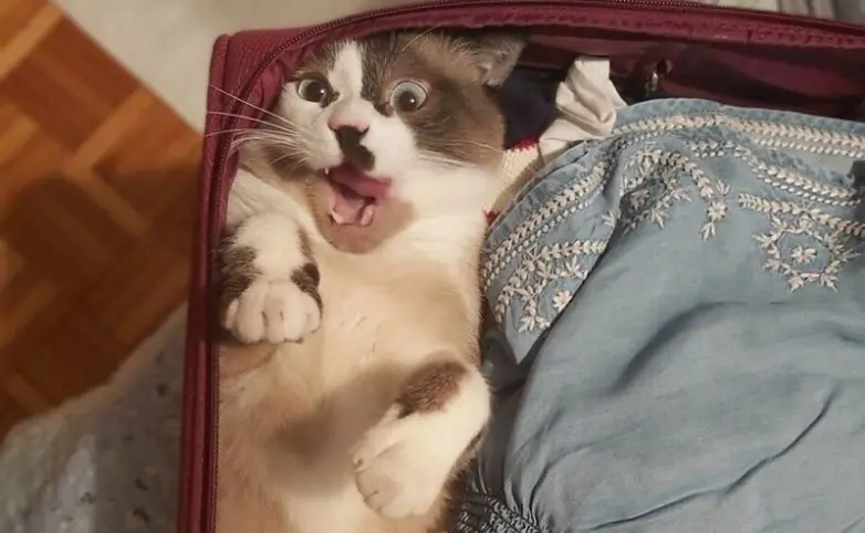 20 уморительных котеек, которые поднимут настроение