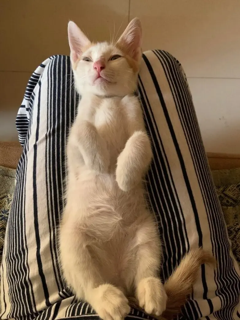 20 уморительных котеек, которые поднимут настроение