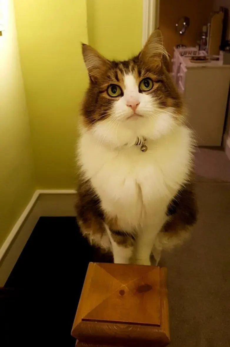 20 уморительных котеек, которые поднимут настроение