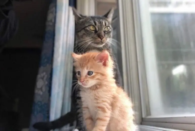 20 уморительных котеек, которые поднимут настроение