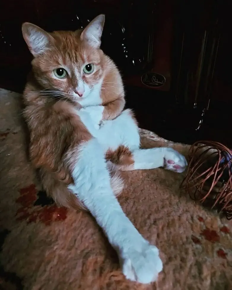 20 уморительных котеек, которые поднимут настроение