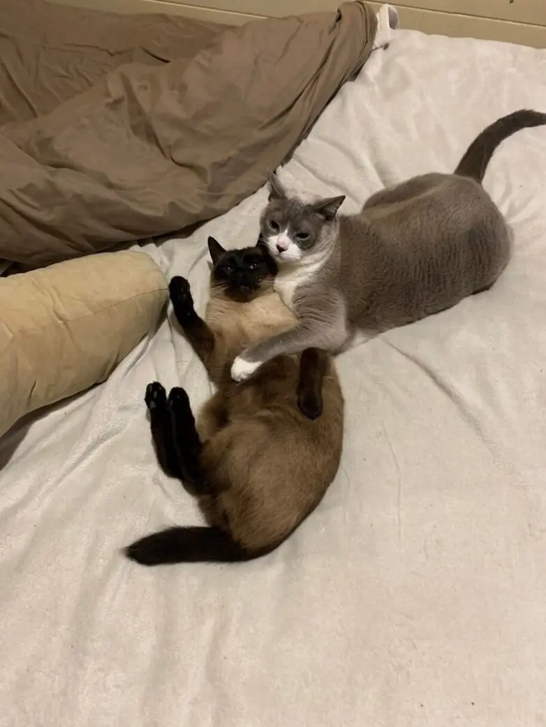 20 уморительных котеек, которые поднимут настроение