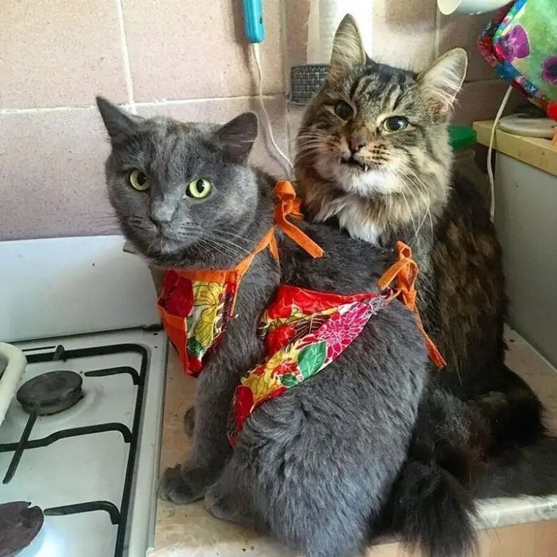 20 уморительных котеек, которые поднимут настроение