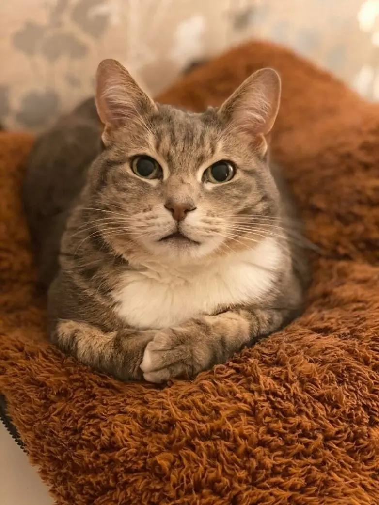 20 уморительных котеек, которые поднимут настроение