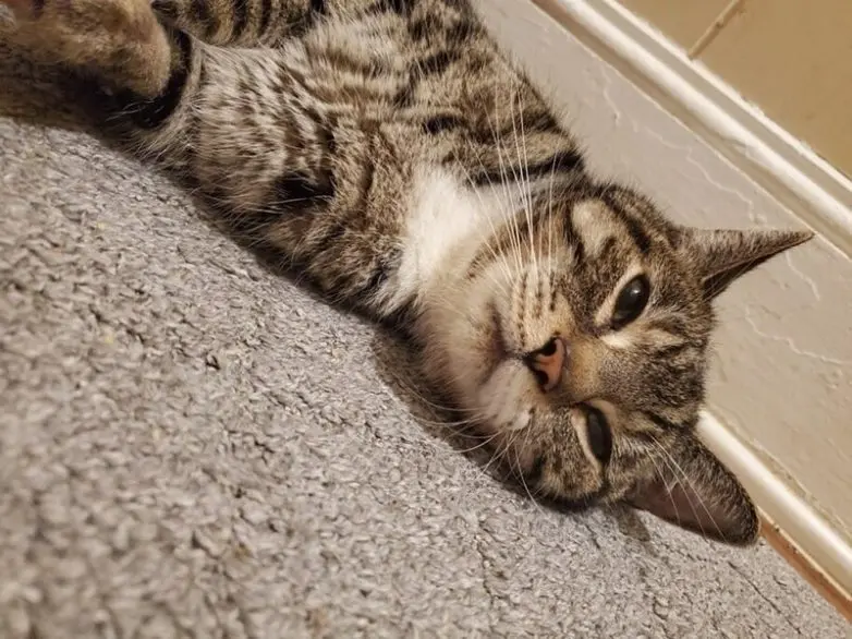 20 уморительных котеек, которые поднимут настроение