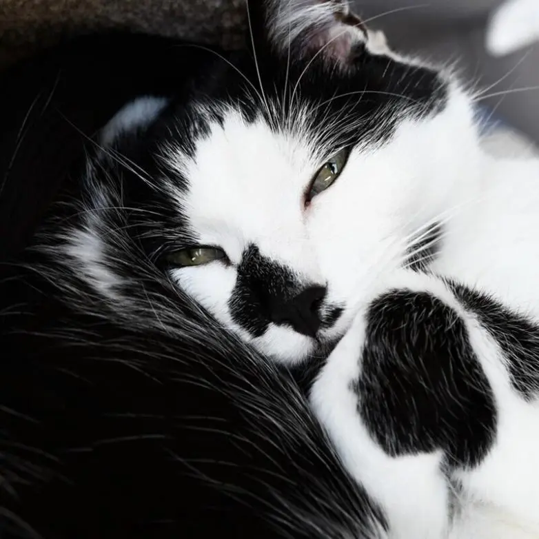 20 уморительных котеек, которые поднимут настроение