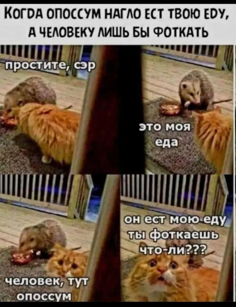 Понедельник станет легче: подборка отборного юмора для поднятия настроения