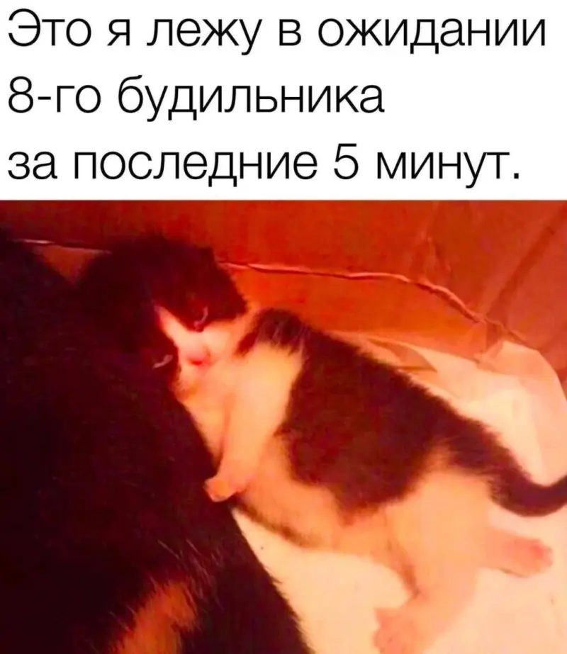 Понедельник станет легче: подборка отборного юмора для поднятия настроения