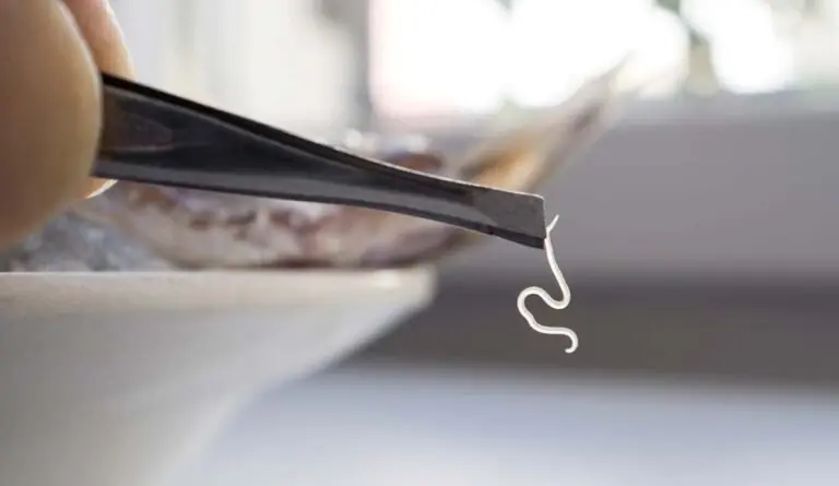 Анизакисы в рыбе