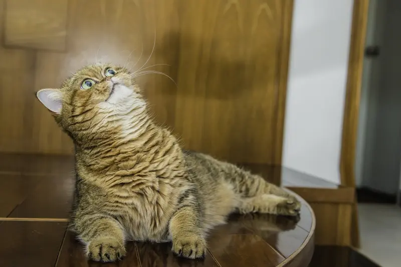 Экзотическая кошка