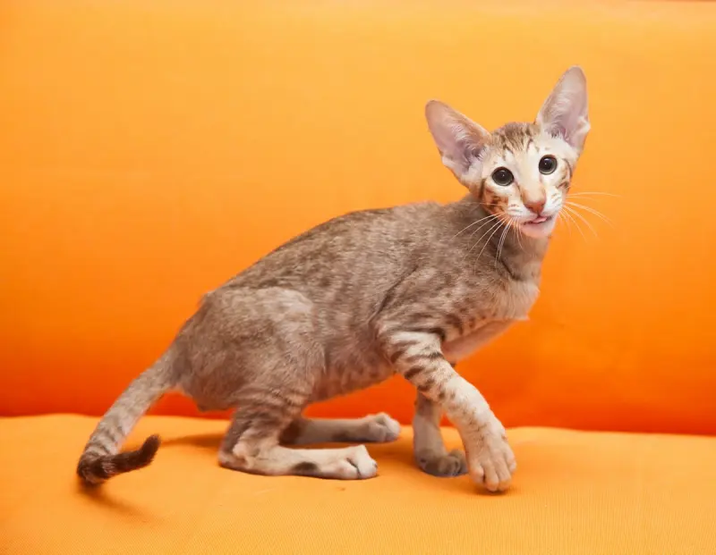 Ориентальная кошка