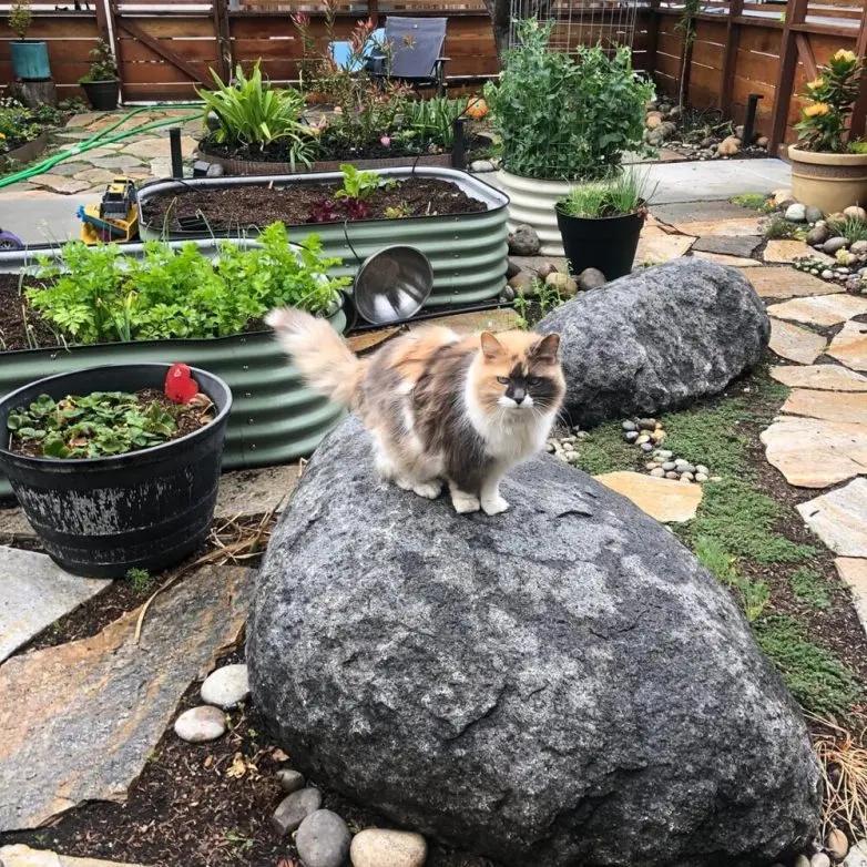 Коты и весна: 35 фото, которые напомнят о простом счастье