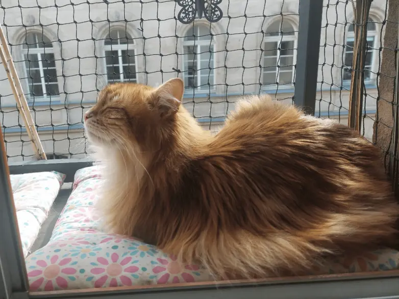 Коты и весна: 35 фото, которые напомнят о простом счастье