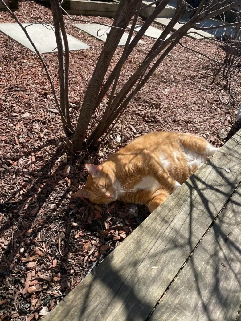 Коты и весна: 35 фото, которые напомнят о простом счастье