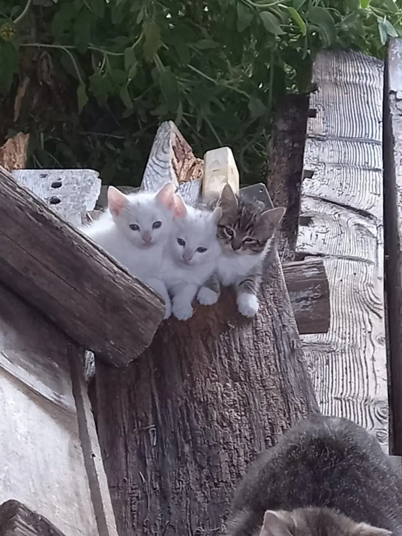 Коты и весна: 35 фото, которые напомнят о простом счастье