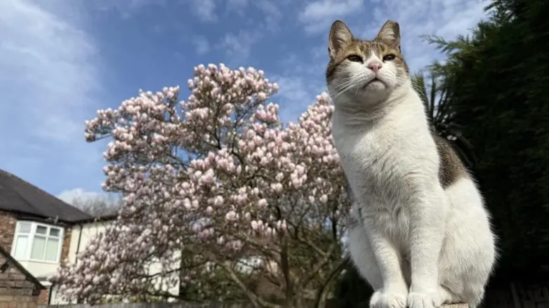 Коты и весна: 35 фото, которые напомнят о простом счастье