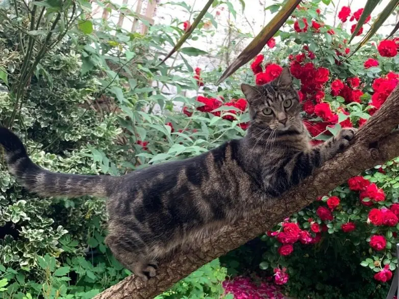 Коты и весна: 35 фото, которые напомнят о простом счастье