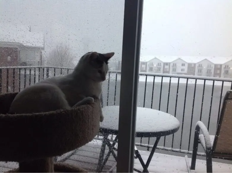 Коты и весна: 35 фото, которые напомнят о простом счастье