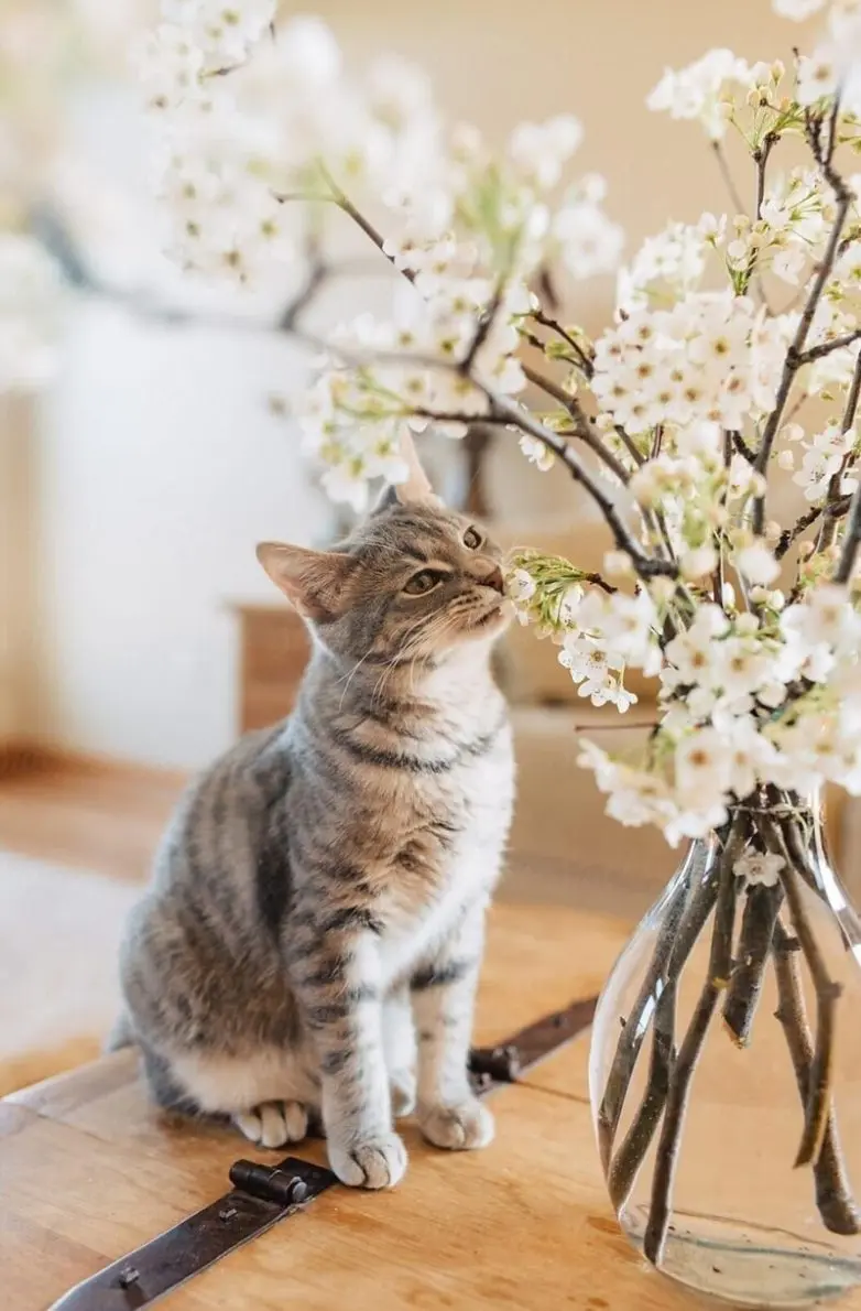 Коты и весна: 35 фото, которые напомнят о простом счастье