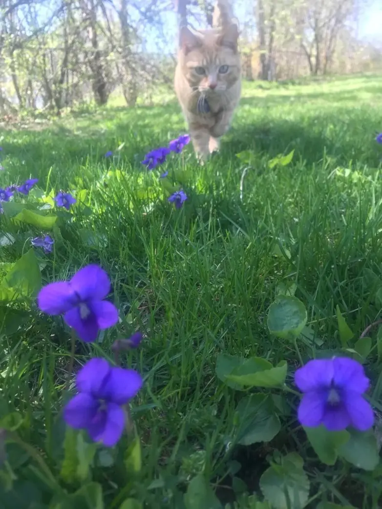 Коты и весна: 35 фото, которые напомнят о простом счастье