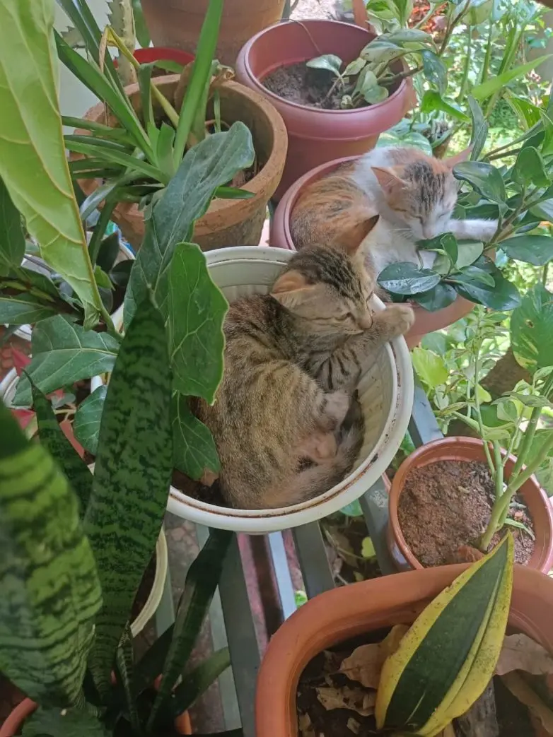 Коты и весна: 35 фото, которые напомнят о простом счастье