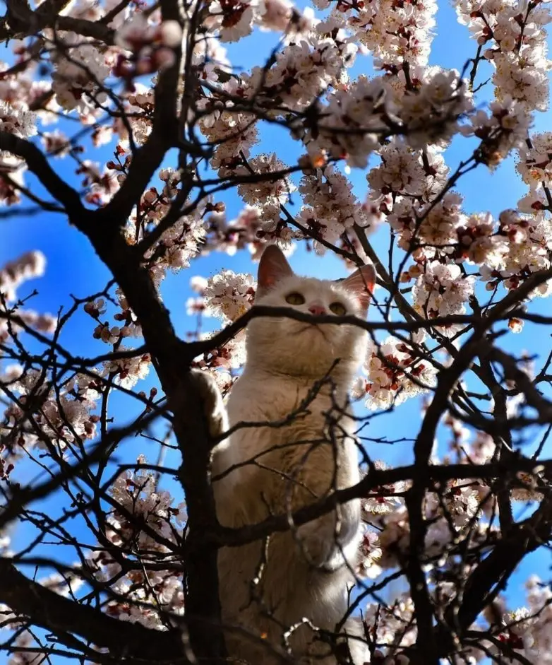Коты и весна: 35 фото, которые напомнят о простом счастье
