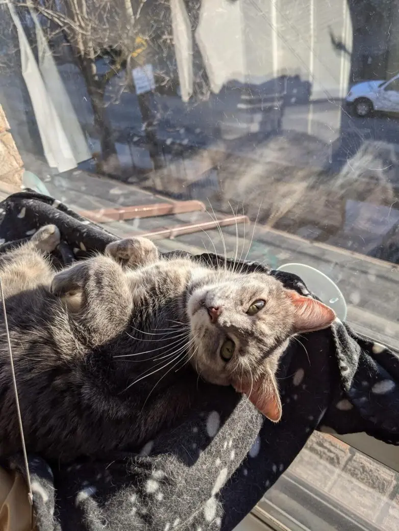 Коты и весна: 35 фото, которые напомнят о простом счастье