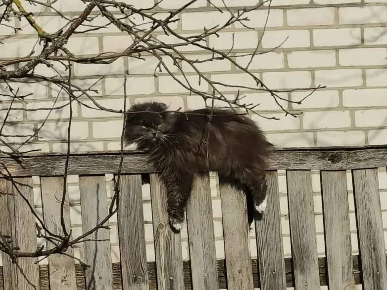 Коты и весна: 35 фото, которые напомнят о простом счастье