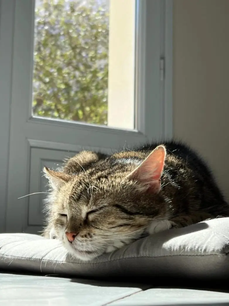 Коты и весна: 35 фото, которые напомнят о простом счастье